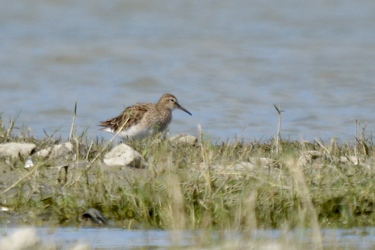 Pectoral Sandpiper - ML613125232