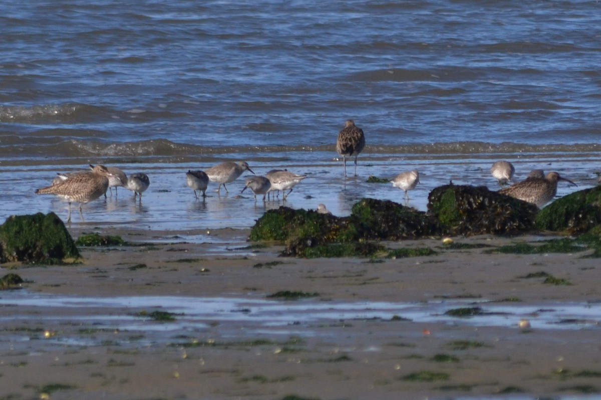 Red Knot - ML613125402