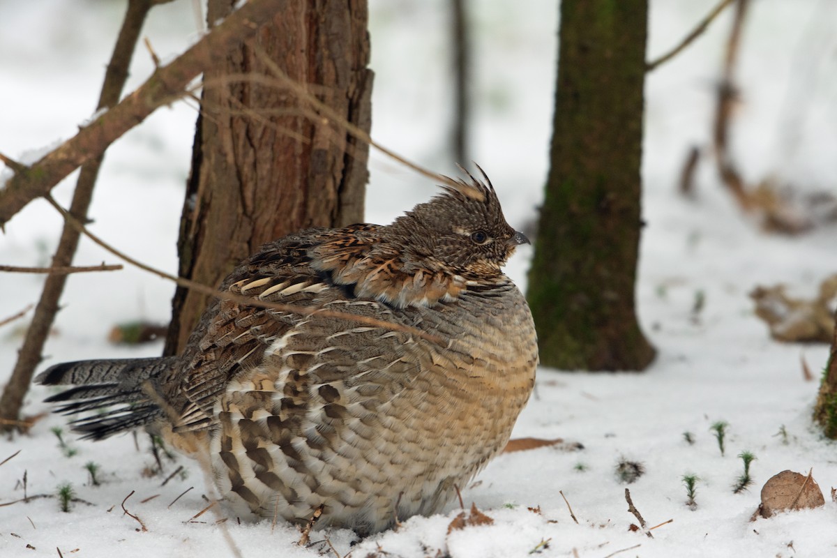 Ruffed Grouse - ML613125411