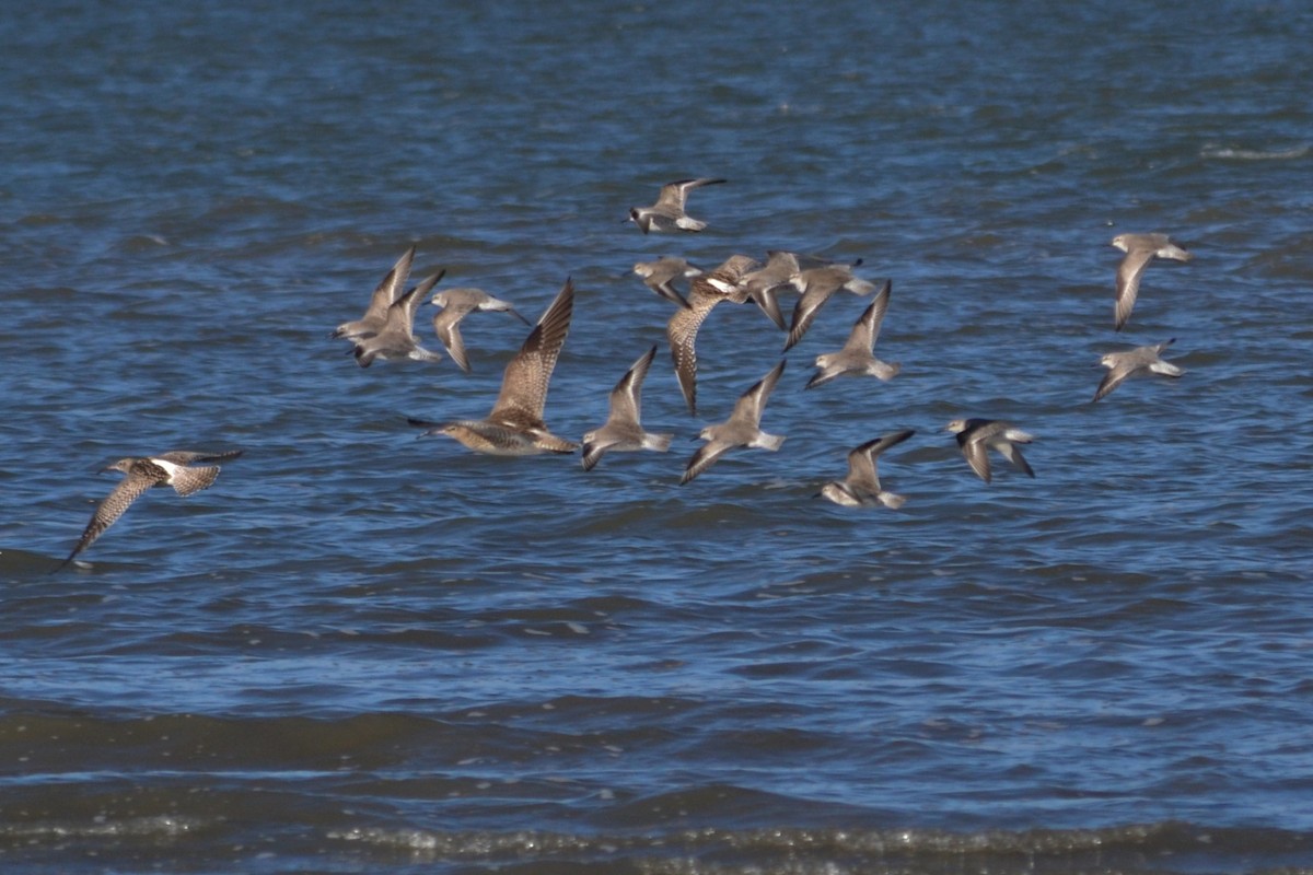 Red Knot - ML613125424