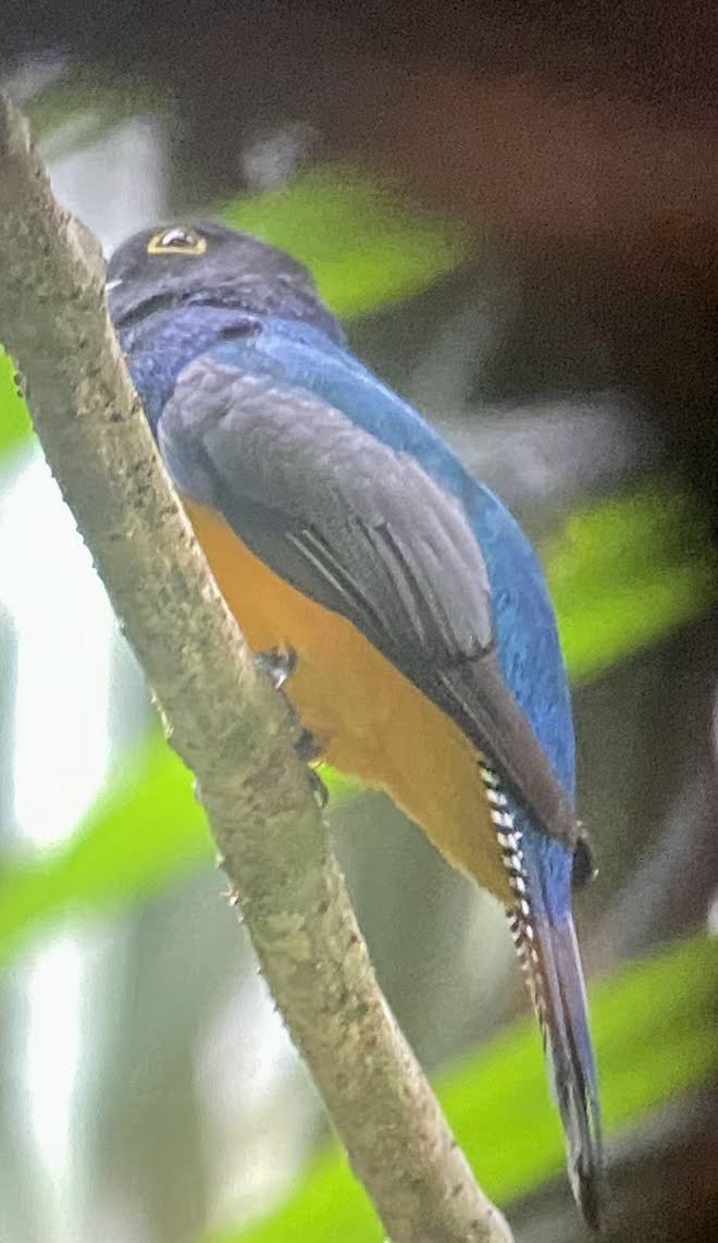 Gartered Trogon - ML613125438