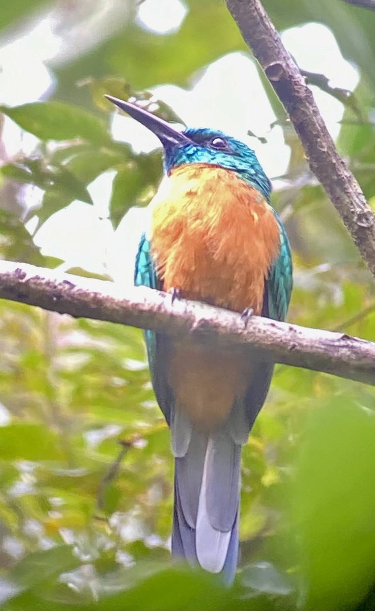 Great Jacamar - Carlos Torrijos