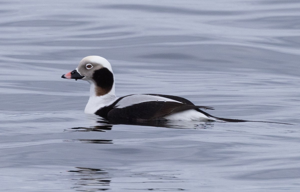 Long-tailed Duck - ML613125459
