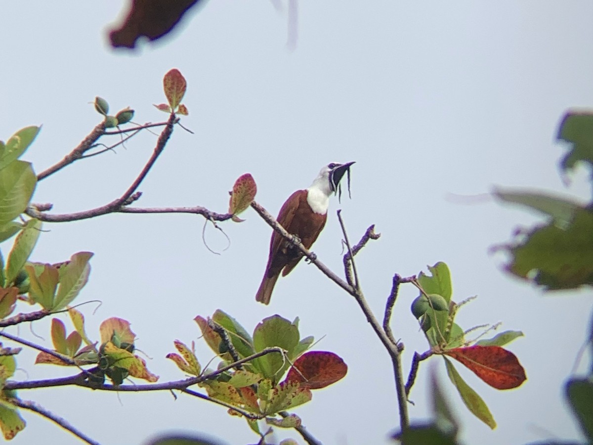 Three-wattled Bellbird - Kathryn Dick