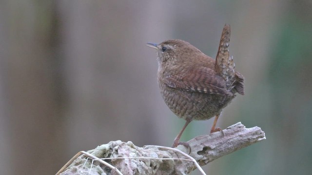 Eurasian Wren (Eurasian) - ML613125606