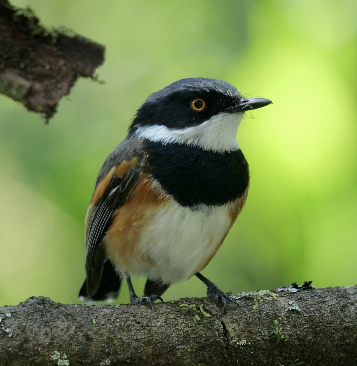 Cape Batis (Gray-mantled) - Rebecca Smith