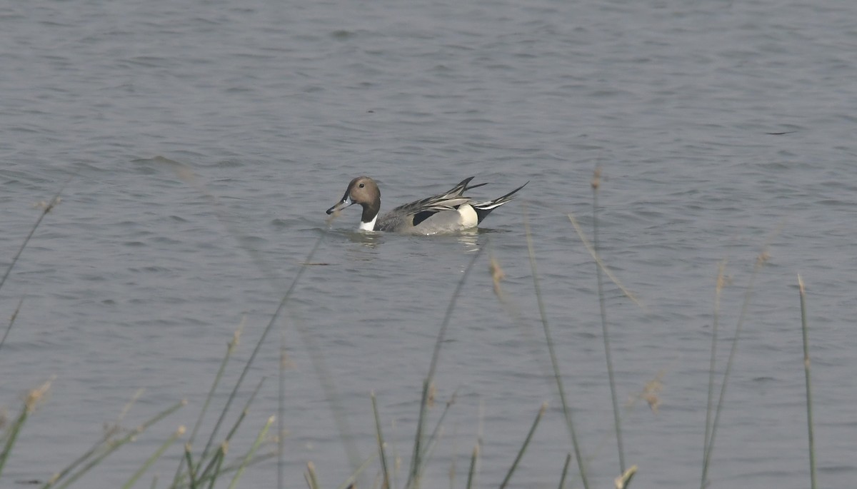 Northern Pintail - Vinayan K. P