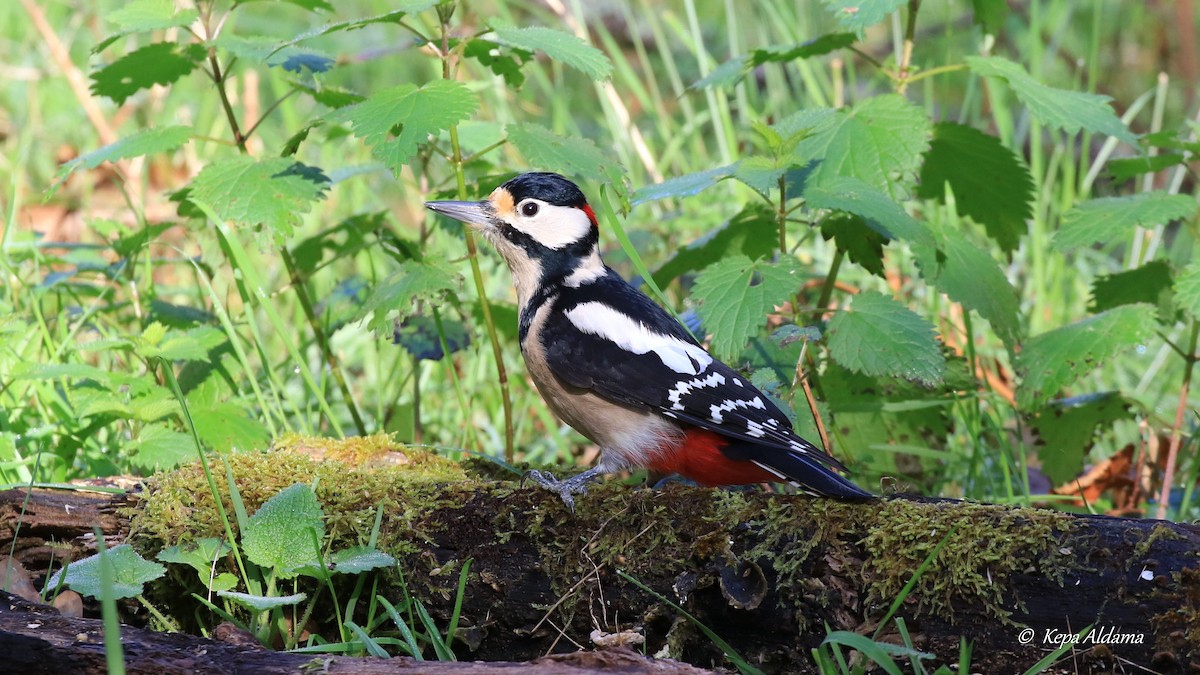 Great Spotted Woodpecker - ML613125741