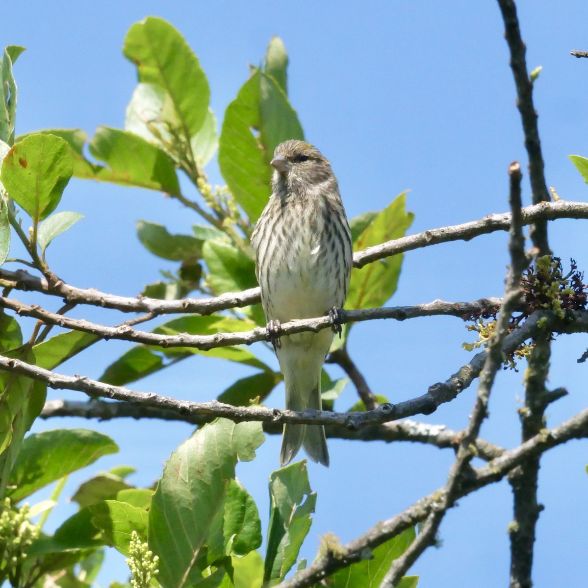 Yellow Bishop (Yellow) - ML613125761