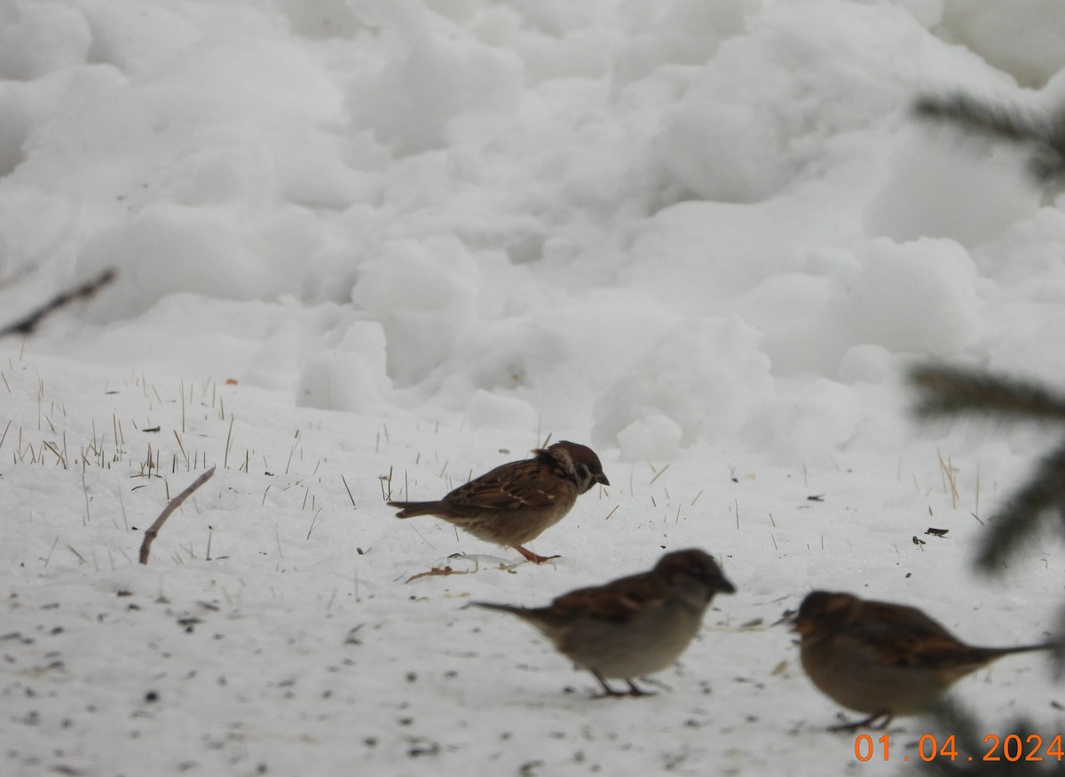 Eurasian Tree Sparrow - ML613125873