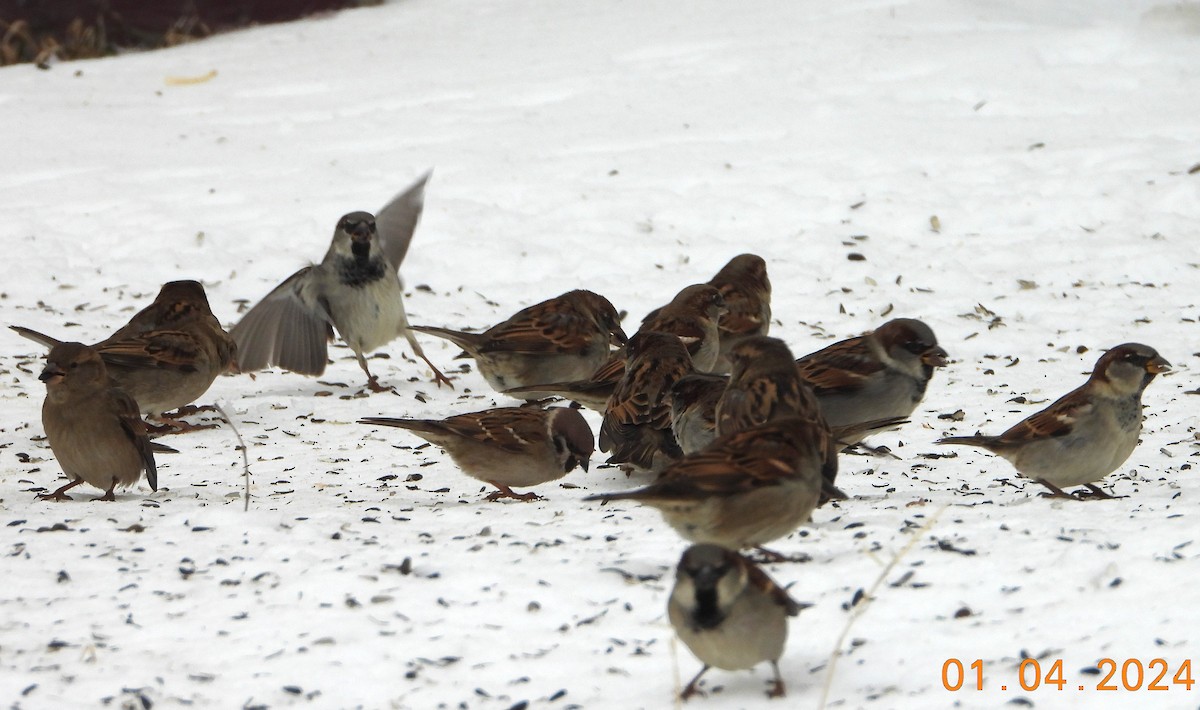 Eurasian Tree Sparrow - ML613125874