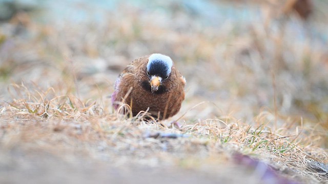 grånakkefjellfink (tephrocotis gr.) - ML613125882