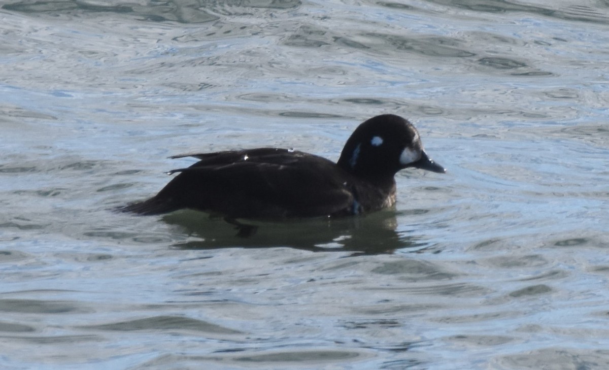 Harlequin Duck - ML613125888