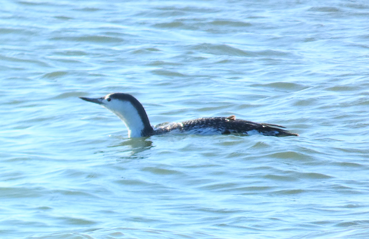 Red-throated Loon - ML613125929