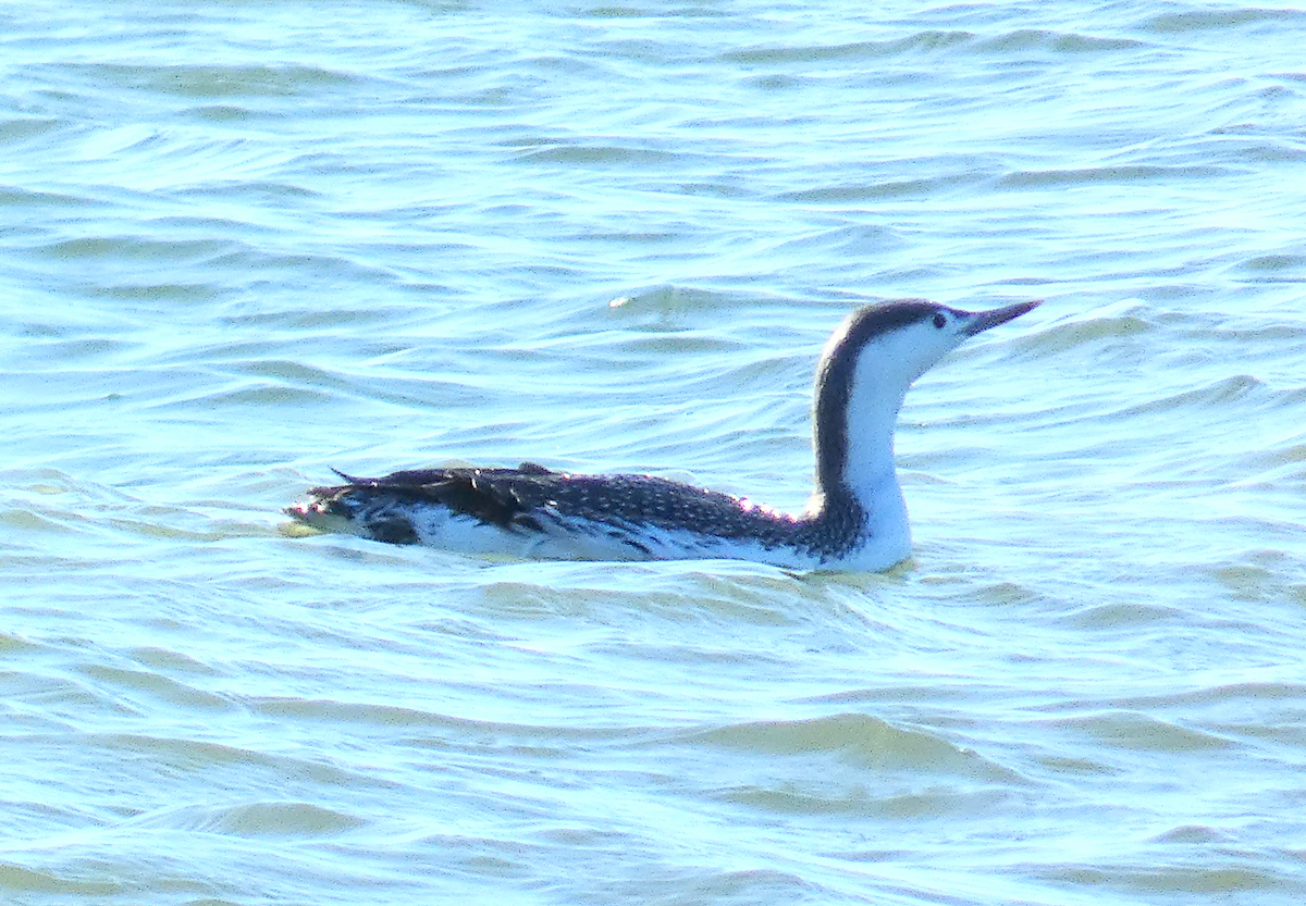 Red-throated Loon - ML613125930
