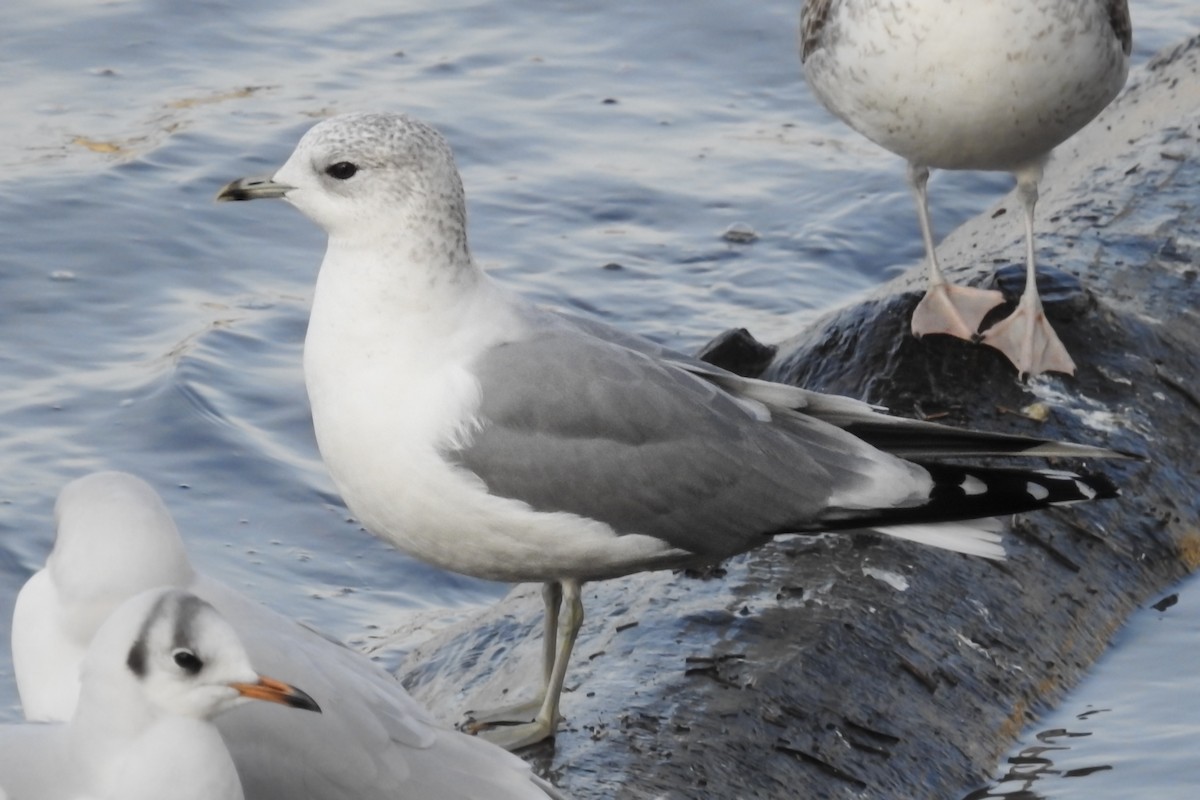 Common Gull - David Kuster