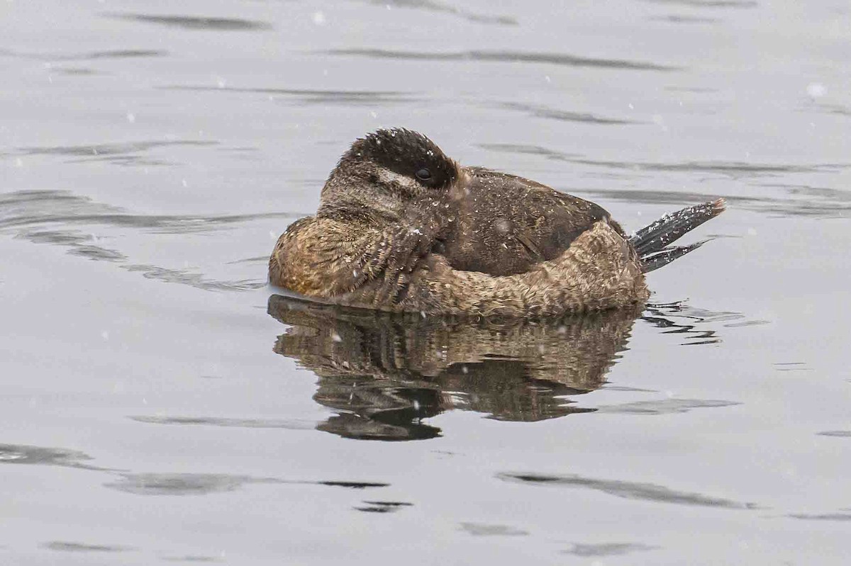 Ruddy Duck - ML613126055