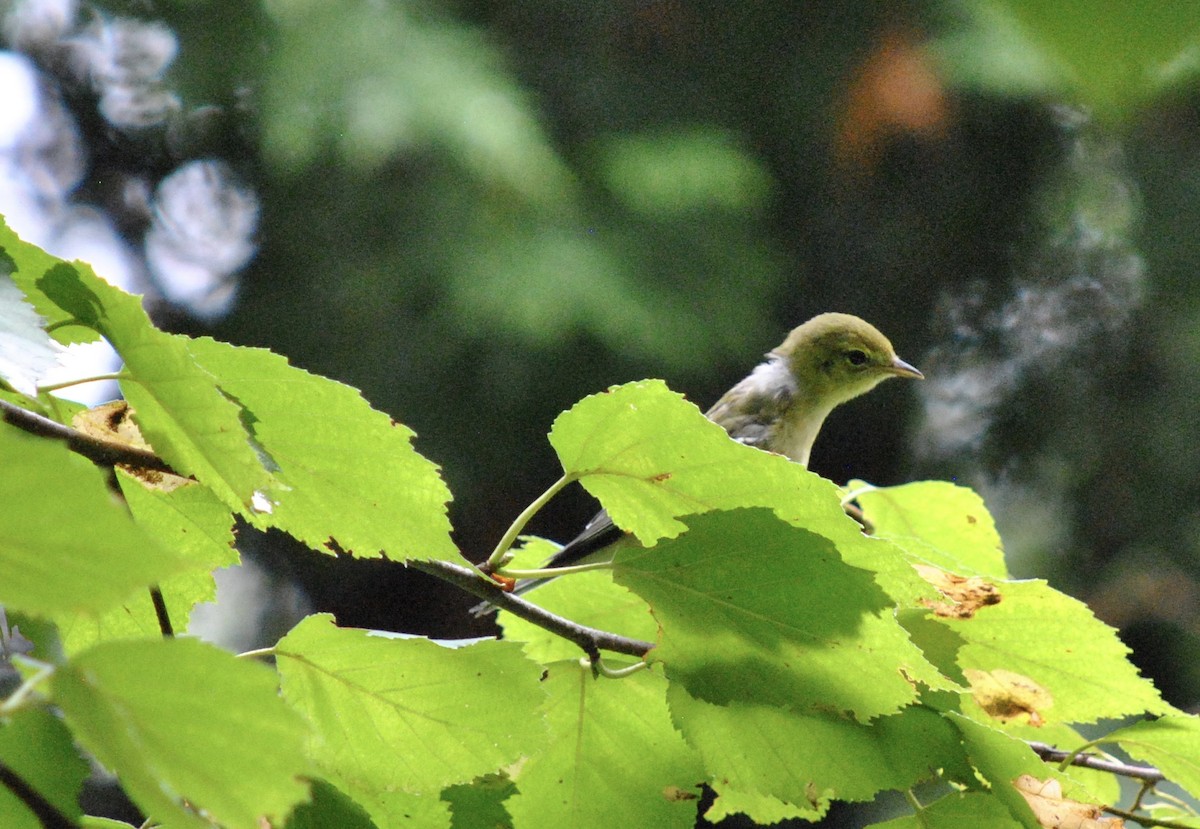 Bay-breasted Warbler - Denis Fournier
