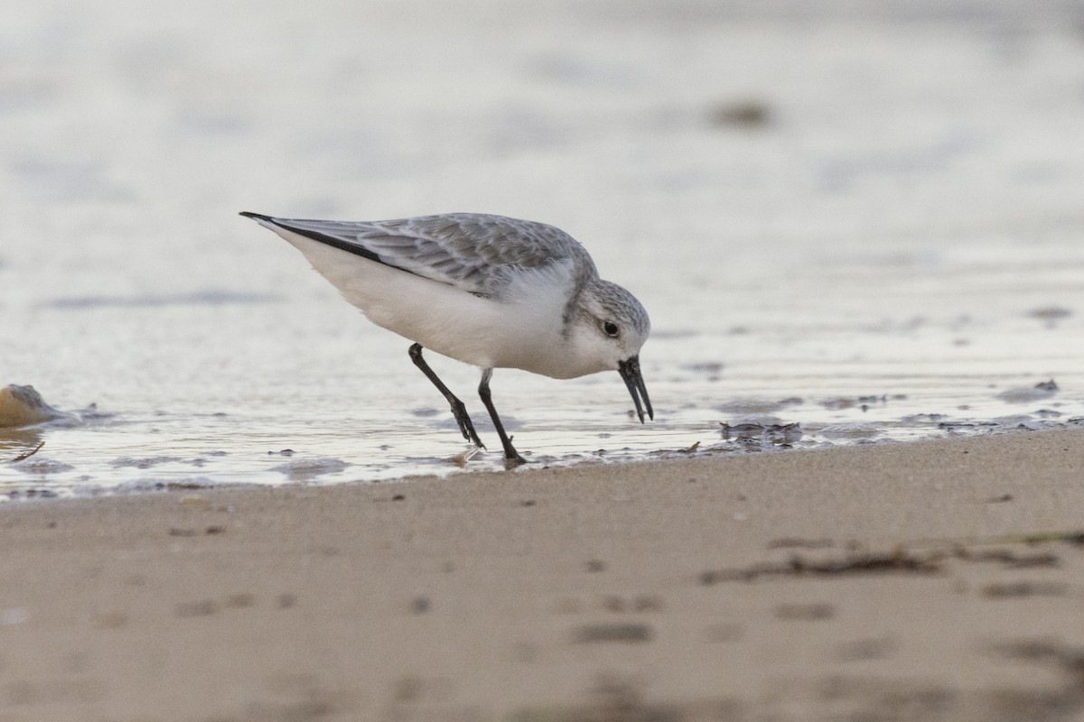 Sanderling - ML613126060