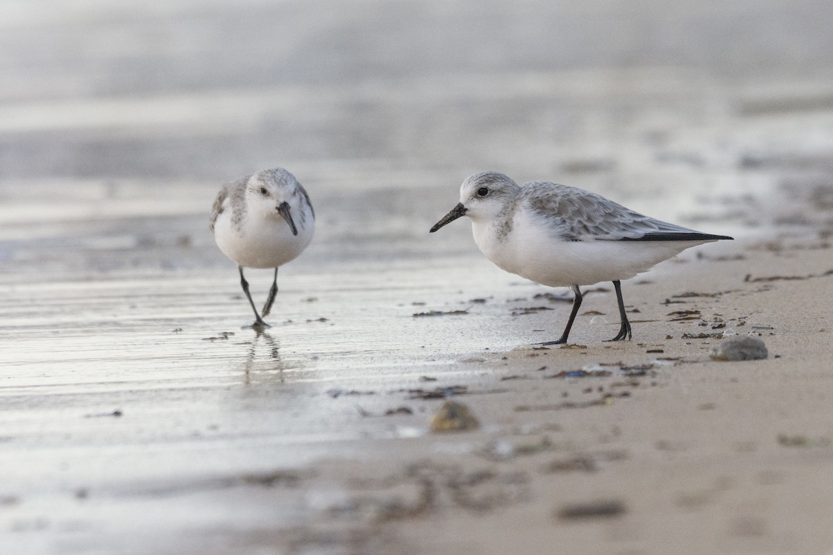 Sanderling - ML613126061