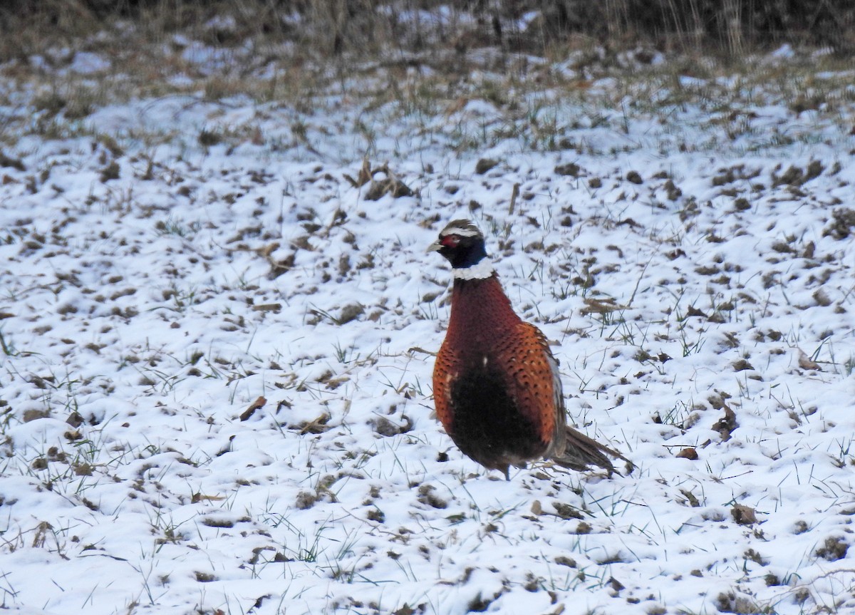 Ring-necked Pheasant - ML613126075