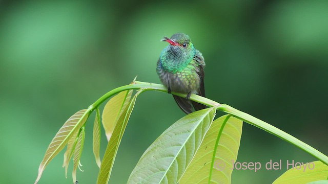 Rufous-tailed Hummingbird - ML613126127