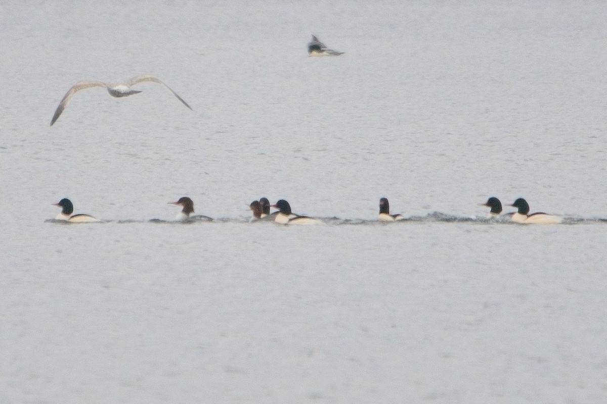 Common Merganser - ML613126233