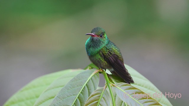 Kızıl Kuyruklu Kolibri - ML613126272