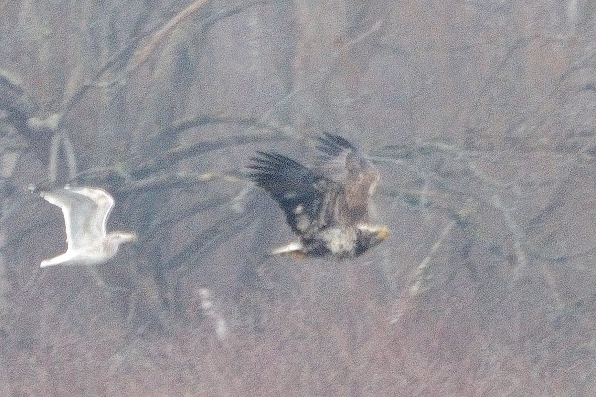 Bald Eagle - ML613126339