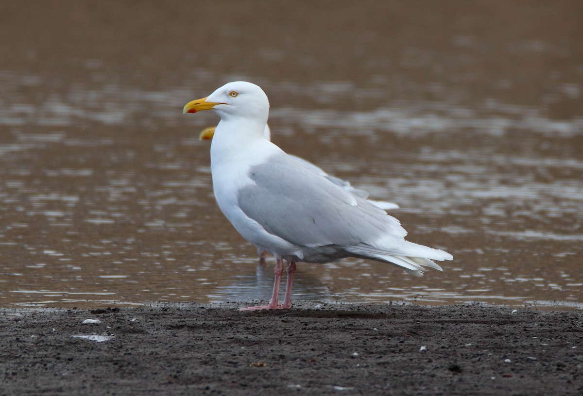 Glaucous Gull - ML613126433