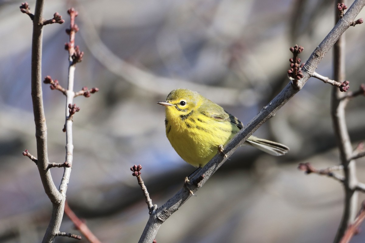 Prairie Warbler - ML613126517