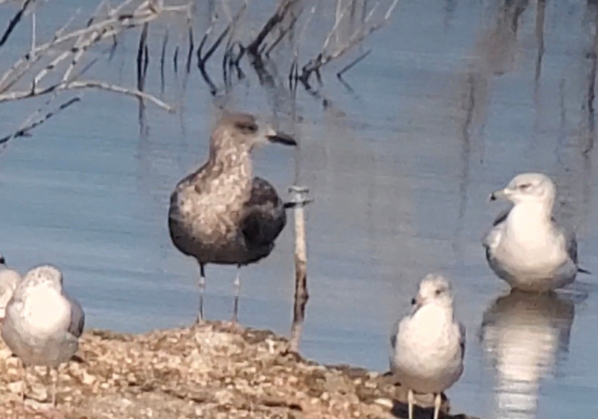 Lesser Black-backed Gull - Keith D Kamper