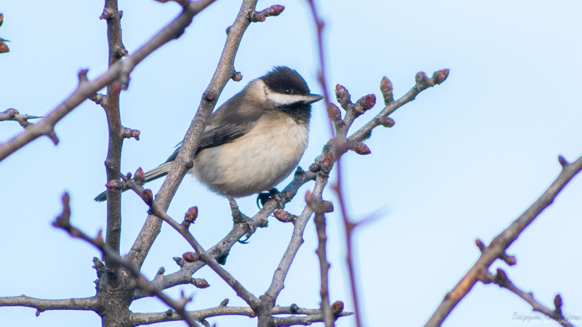 Mésange lugubre - ML613126601