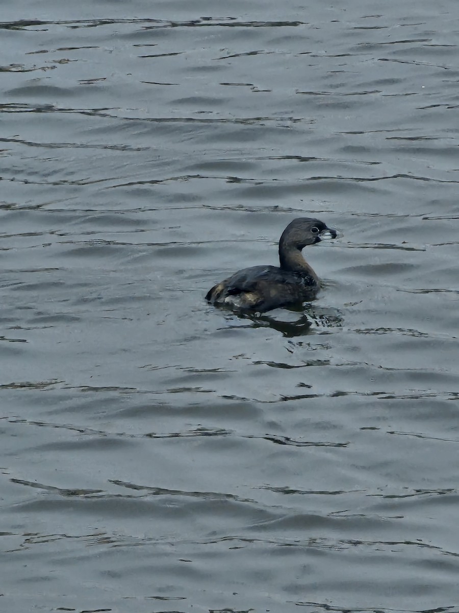 Pied-billed Grebe - ML613126609