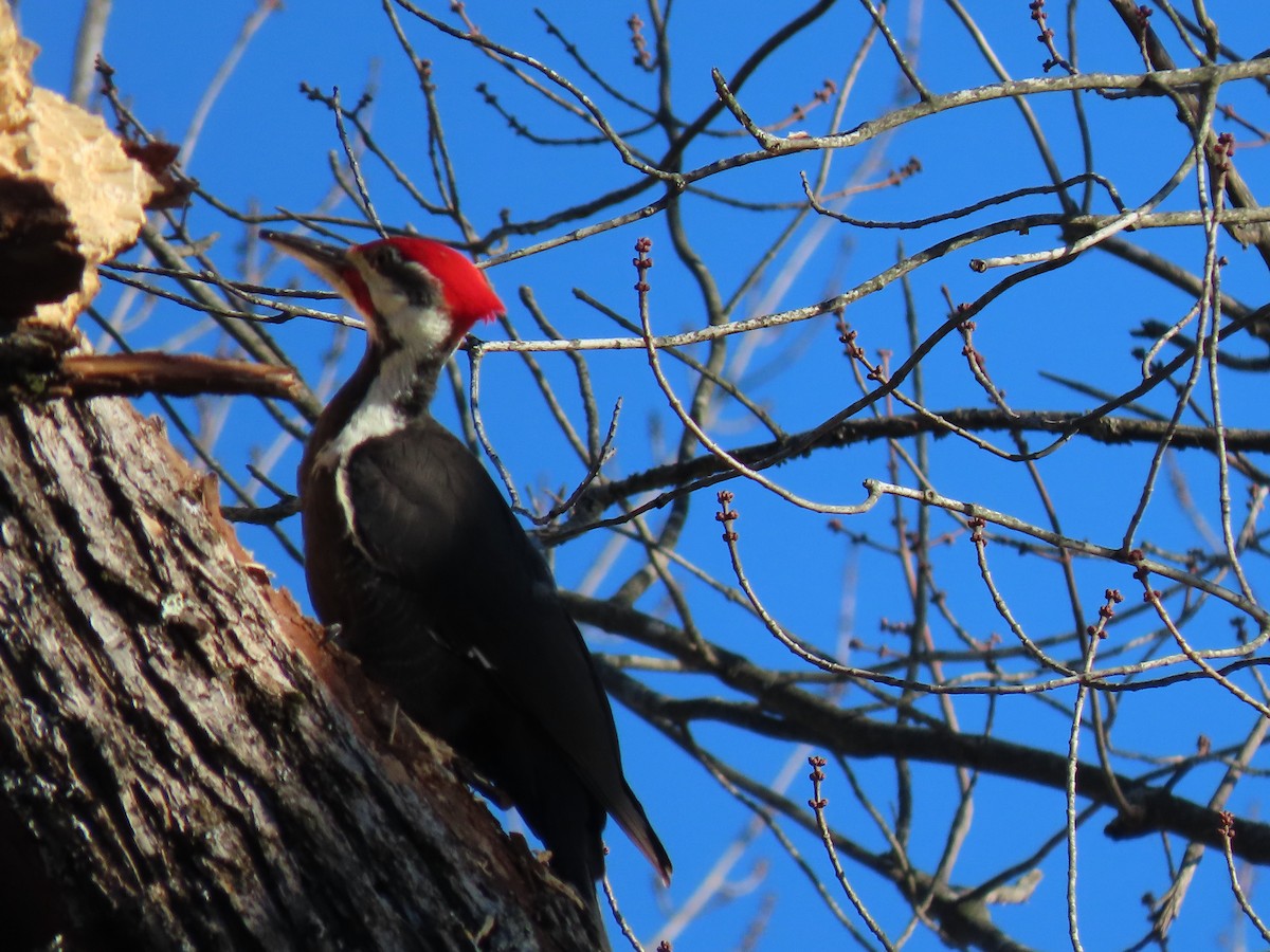 Pileated Woodpecker - Jannie Shapiro