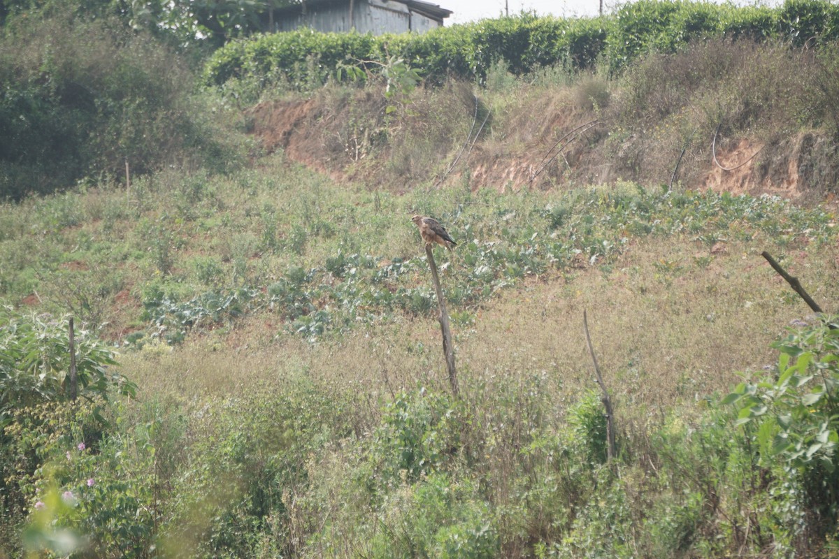 Common Buzzard - ML613126637