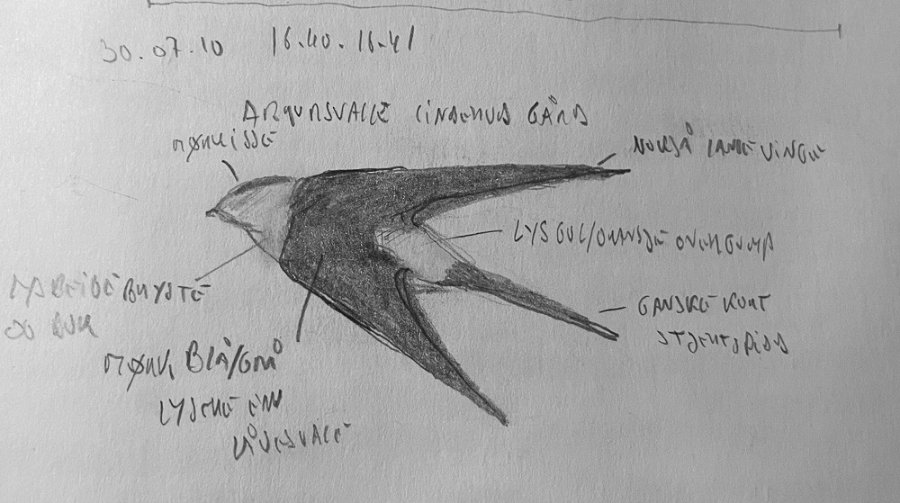 金腰燕(daurica群) - ML613126751