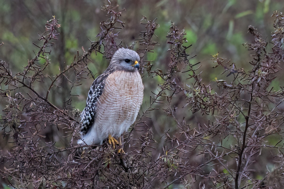 Red-shouldered Hawk - ML613126755