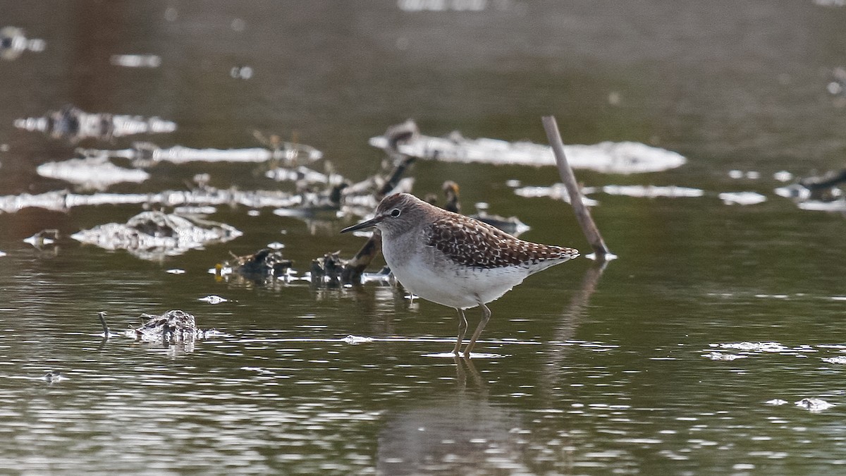 Wood Sandpiper - ML613126846