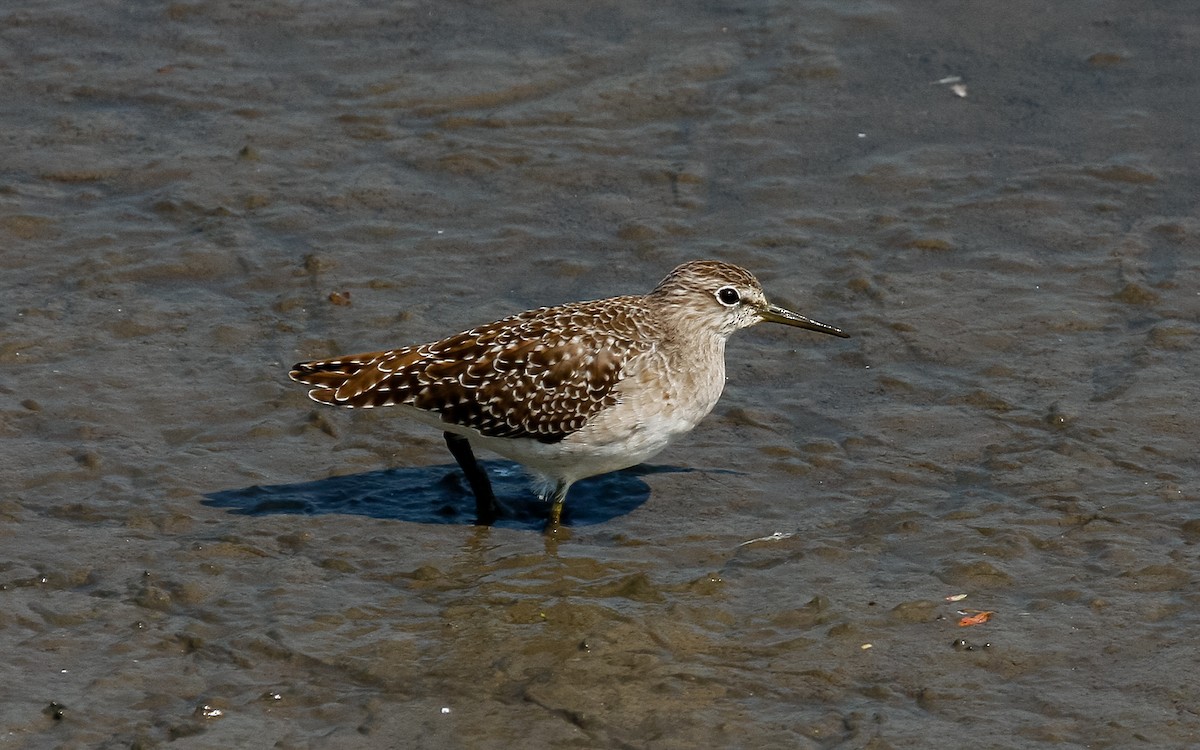 Wood Sandpiper - ML613126854