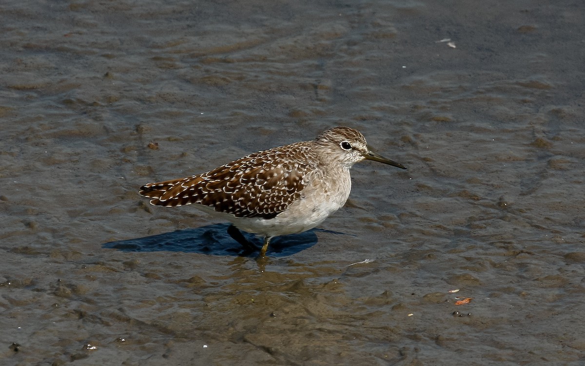 Wood Sandpiper - James Kennerley