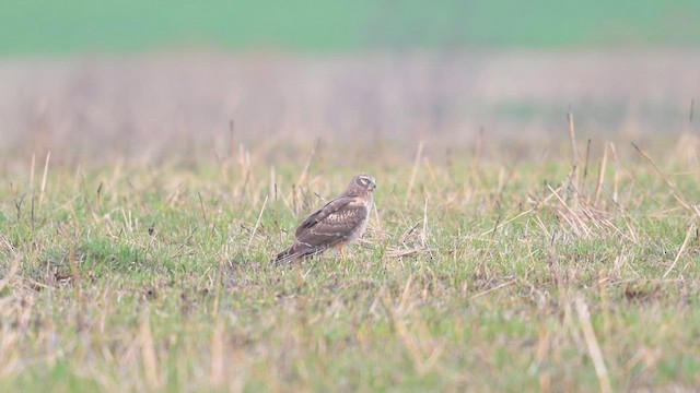 Northern Harrier - ML613126883