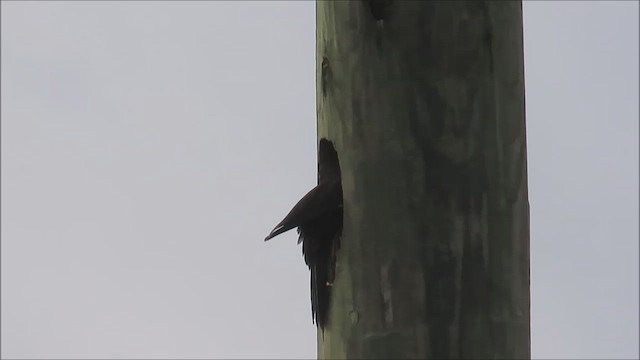 Pileated Woodpecker - ML613126928