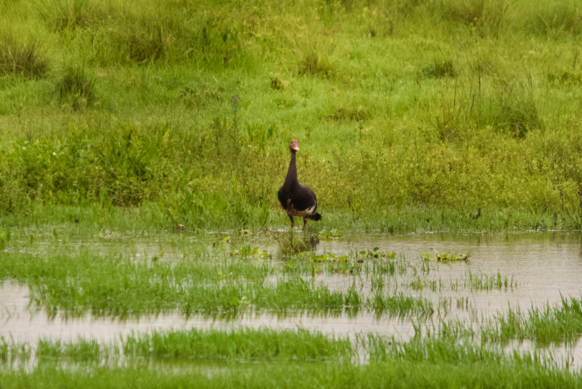 Spur-winged Goose - ML613127027