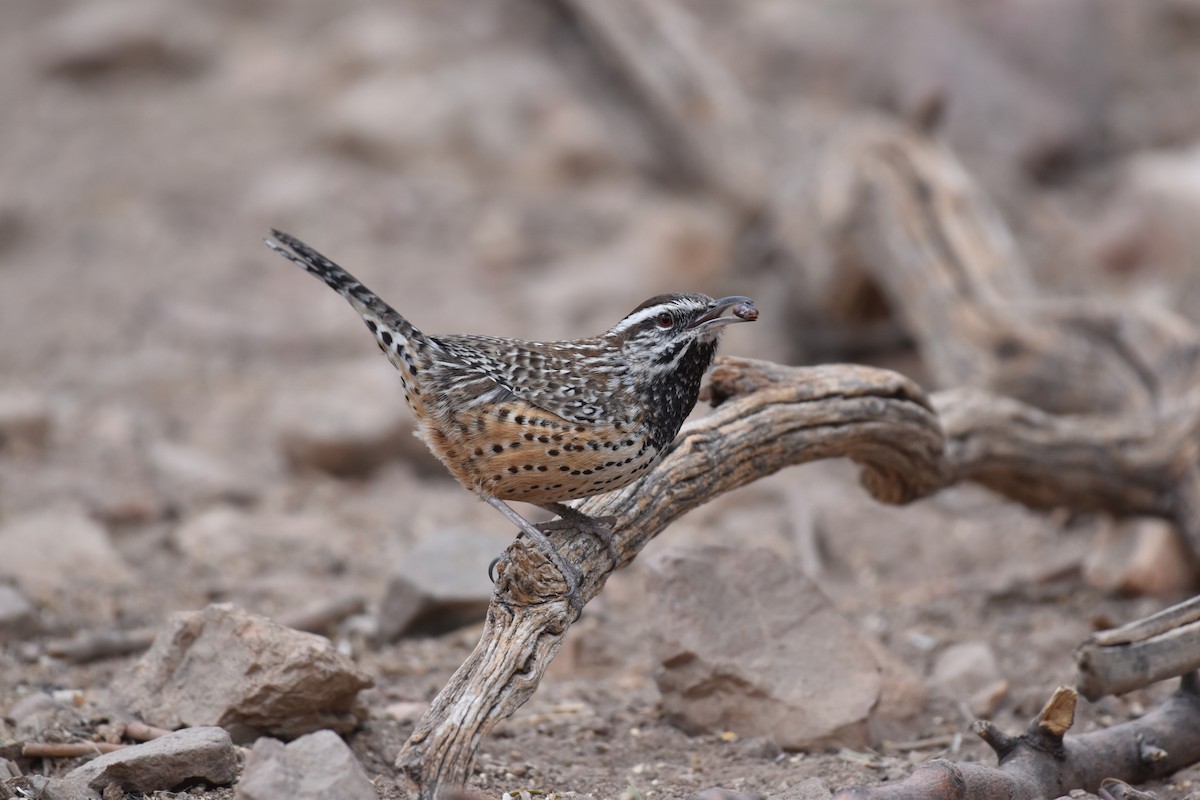 Cactus Wren - ML613127126