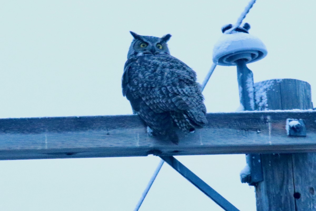 Great Horned Owl - ML613127147