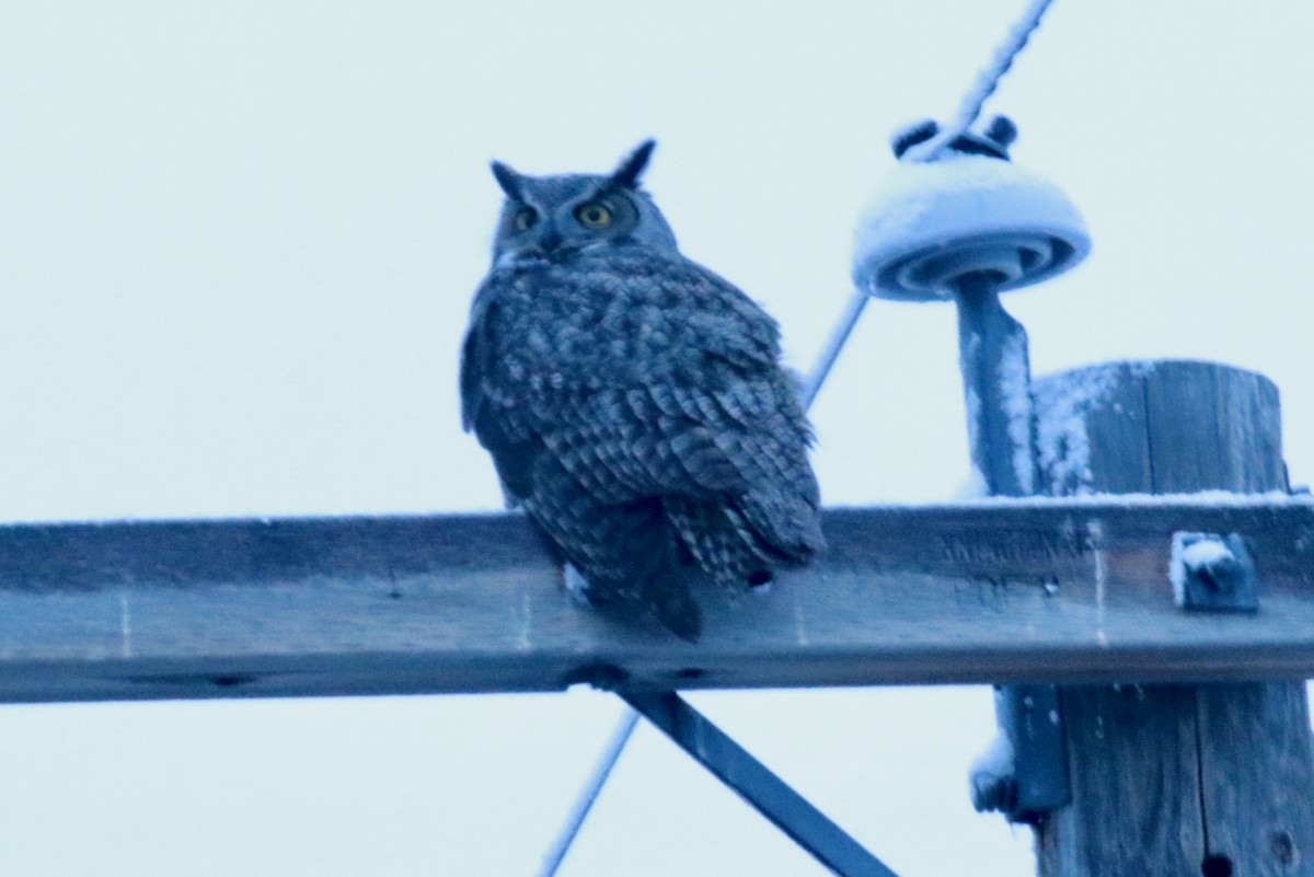 Great Horned Owl - ML613127148