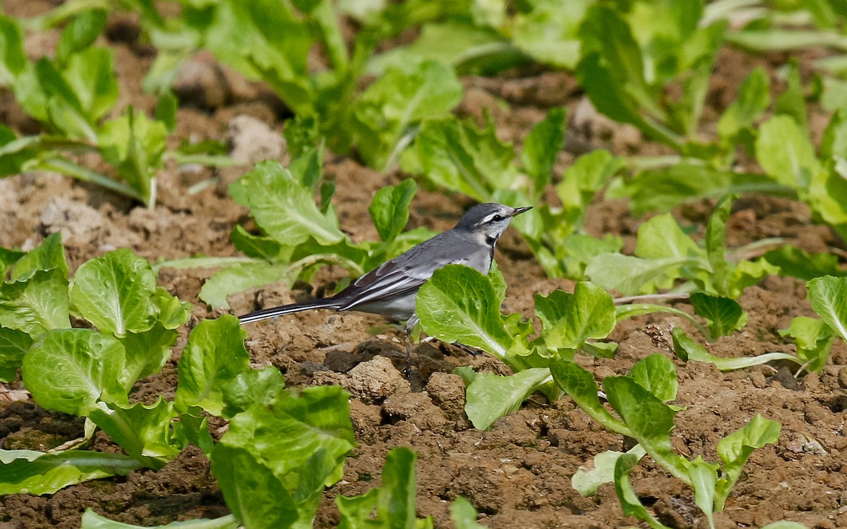 White Wagtail (ocularis) - ML613127203