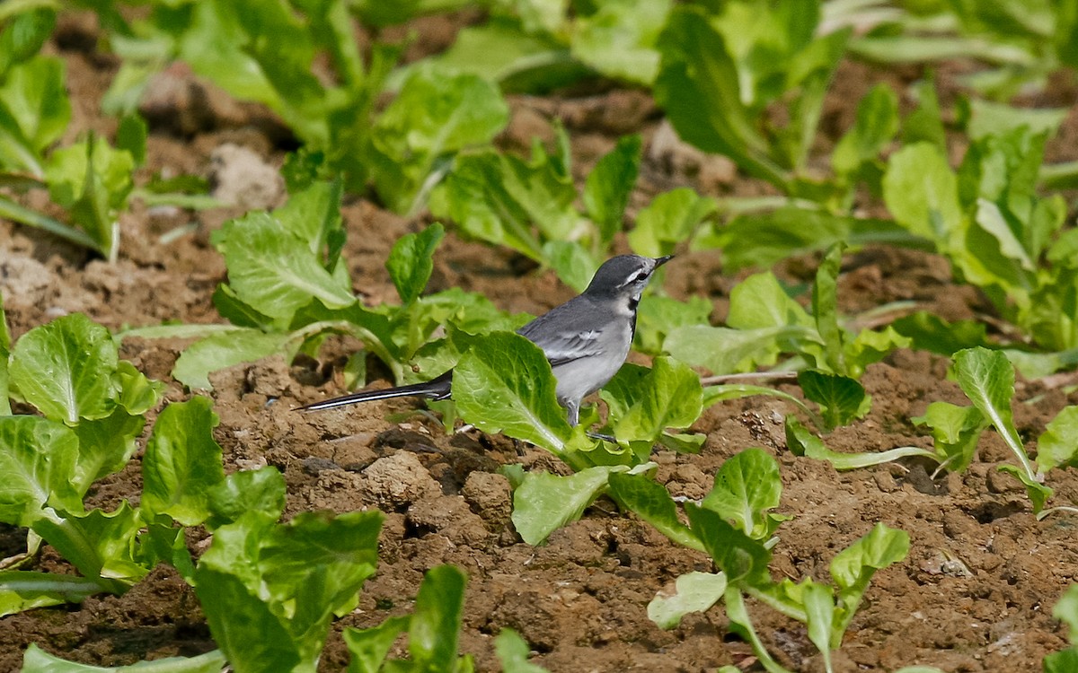 White Wagtail (ocularis) - ML613127205