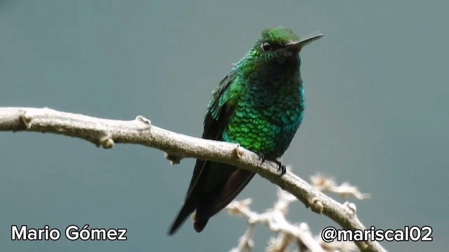 Red-billed Emerald - ML613127274